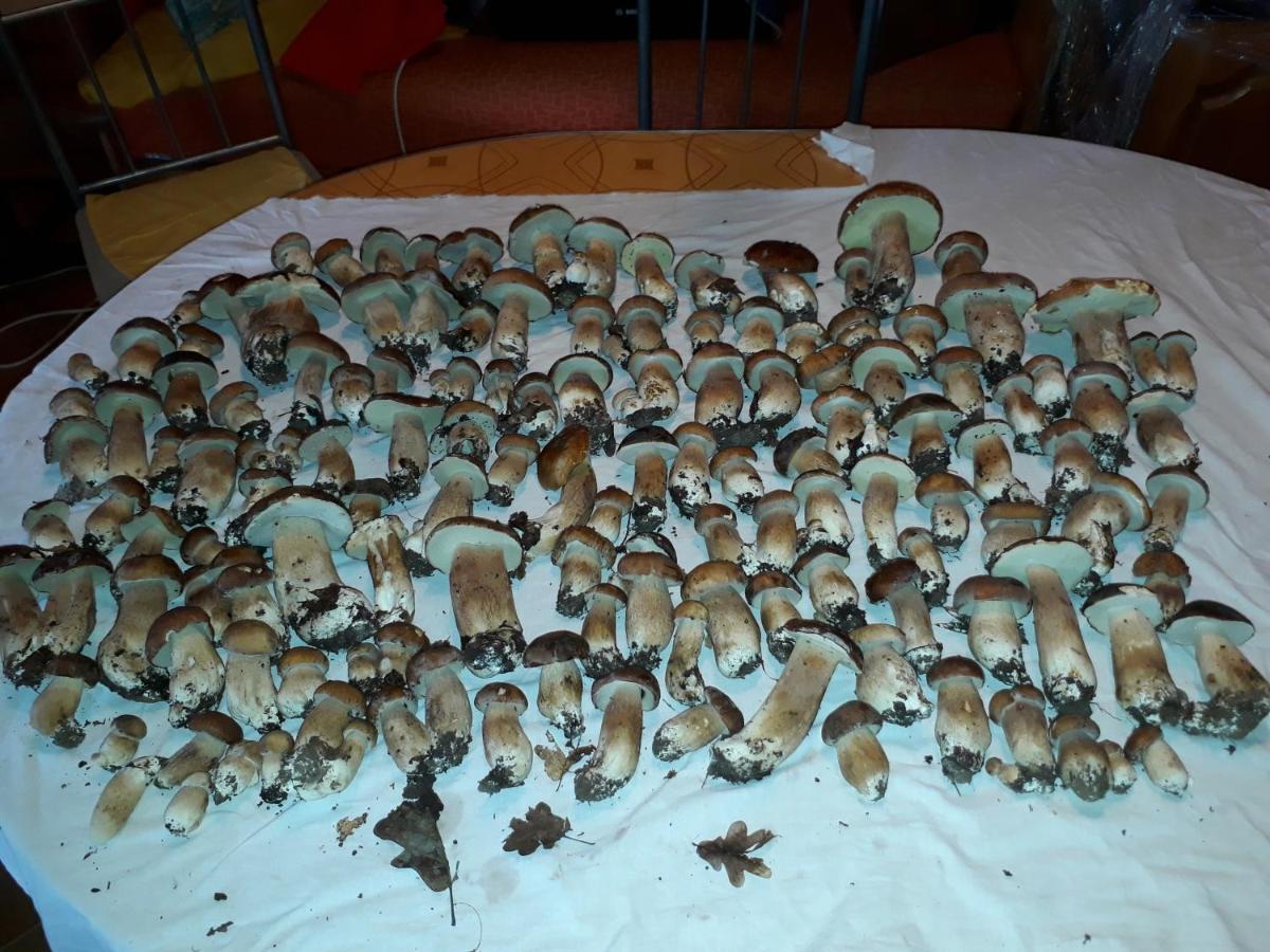 KerkakutasMidiola Vendeghaz别墅 外观 照片